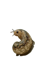 Banana Slug V2 Vinyl Car Decal Sticker – Waterproof & UV-Resistant 9.706666666666667"