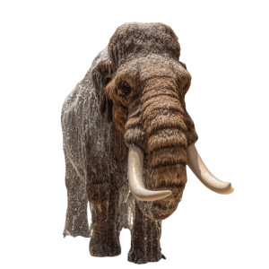 Woolly Mammoth Wash Vinyl Car Decal Sticker – Waterproof & UV-Resistant 6.826666666666667"