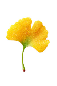 Yellow Ginkgo Leaf Vinyl Car Decal Sticker – Waterproof & UV-Resistant 4.4