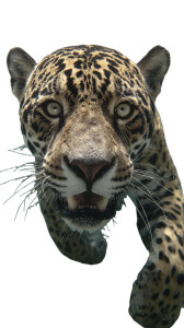 Jaguar Attack V2 Vinyl Car Decal Sticker – Waterproof & UV-Resistant 9.706666666666667"