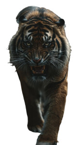 Angry Tiger V28 Vinyl Car Decal Sticker – Waterproof & UV-Resistant 9.706666666666667"