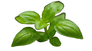 Young Basil Plant Vinyl Car Decal Sticker – Waterproof & UV-Resistant 2.72"