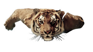 Diving Tiger V3 Vinyl Car Decal Sticker – Waterproof & UV-Resistant 5.4 Diving Tiger V3 Vinyl Car Decal Sticker – Waterproof & UV-Resistant 5.4