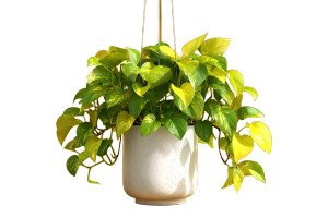 Golden Pothos Plant Vinyl Car Decal Sticker – Waterproof & UV-Resistant 5.97333333333333 Golden Pothos Plant Vinyl Car Decal Sticker – Waterproof & UV-Resistant 5.97333333333333