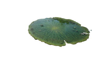 Giant Lotus Leaf Vinyl Car Decal Sticker – Waterproof & UV-Resistant 5.97333333333333