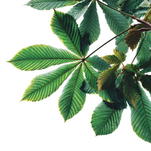 Green Chestnut Leaves Vinyl Car Decal Sticker – Waterproof & UV-Resistant 6.826666666666667"