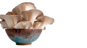 Oyster Mushrooms Bowl Vinyl Car Decal Sticker – Waterproof & UV-Resistant 2.72"
