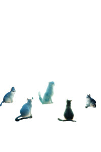 Mystical Feline Gathering Vinyl Car Decal Sticker – Waterproof & UV-Resistant 8.96" Mystical Feline Gathering Vinyl Car Decal Sticker – Waterproof & UV-Resistant 8.96"