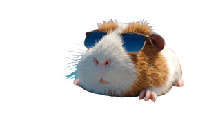 Cute Sunglassed Guinea Pig Vinyl Car Decal Sticker – Waterproof & UV-Resistant 2.72"