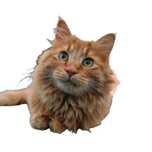 Red-Haired Cat V2 Vinyl Car Decal Sticker – Waterproof & UV-Resistant 3.4133333333333336" Red-Haired Cat V2 Vinyl Car Decal Sticker – Waterproof & UV-Resistant 3.4133333333333336"