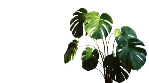 Monstera Plant Close-Up Vinyl Car Decal Sticker – Waterproof & UV-Resistant 5.4 Monstera Plant Close-Up Vinyl Car Decal Sticker – Waterproof & UV-Resistant 5.4