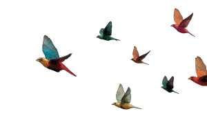 Colorful Birds Flying Vinyl Car Decal Sticker – Waterproof & UV-Resistant 5.4