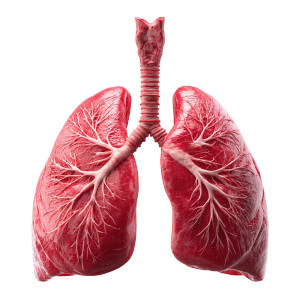 Human Lungs Vinyl Car Decal Sticker – Waterproof & UV-Resistant 3.4133333333333336" Human Lungs Vinyl Car Decal Sticker – Waterproof & UV-Resistant 3.4133333333333336"