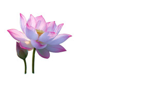 Lotus Flowers Pond Vinyl Car Decal Sticker – Waterproof & UV-Resistant 2.72"