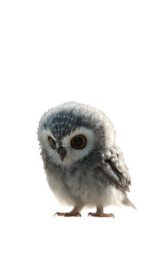 Curious Baby Owl Vinyl Car Decal Sticker – Waterproof & UV-Resistant 9.706666666666667" Curious Baby Owl Vinyl Car Decal Sticker – Waterproof & UV-Resistant 9.706666666666667"