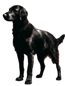 Retriever Pop Art Vinyl Car Decal Sticker – Waterproof & UV-Resistant 4.1066666666666665"