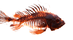 Skeletal Lava Fish Vinyl Car Decal Sticker – Waterproof & UV-Resistant 5.4 Skeletal Lava Fish Vinyl Car Decal Sticker – Waterproof & UV-Resistant 5.4