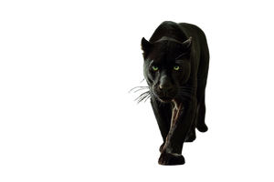 Graceful Black Panther V2 Vinyl Car Decal Sticker – Waterproof & UV-Resistant 5.97333333333333