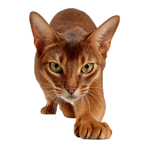 Abyssinian Cat V2 Vinyl Car Decal Sticker – Waterproof & UV-Resistant 3.4133333333333336" Abyssinian Cat V2 Vinyl Car Decal Sticker – Waterproof & UV-Resistant 3.4133333333333336"