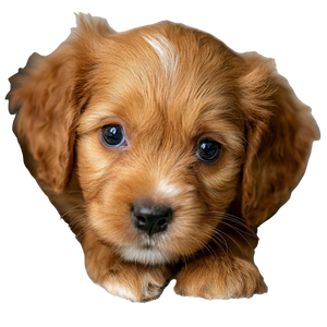 Cute Puppy V13 Vinyl Car Decal Sticker – Waterproof & UV-Resistant 3.4133333333333336" Cute Puppy V13 Vinyl Car Decal Sticker – Waterproof & UV-Resistant 3.4133333333333336"