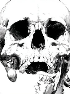 Human Skull Drawing Vinyl Car Decal Sticker – Waterproof & UV-Resistant 8.213333333333333"