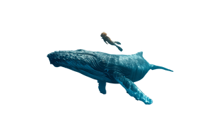 Freediver And Whale Vinyl Car Decal Sticker – Waterproof & UV-Resistant 2.72" Freediver And Whale Vinyl Car Decal Sticker – Waterproof & UV-Resistant 2.72"