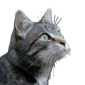 Cat V169 Vinyl Car Decal Sticker – Waterproof & UV-Resistant 3.4133333333333336" Cat V169 Vinyl Car Decal Sticker – Waterproof & UV-Resistant 3.4133333333333336"