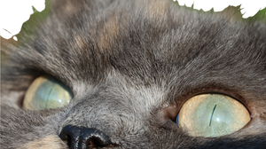 Cat Eyes V2 Vinyl Car Decal Sticker – Waterproof & UV-Resistant 5.4 Cat Eyes V2 Vinyl Car Decal Sticker – Waterproof & UV-Resistant 5.4