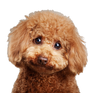 Cute Brown Poodle Vinyl Car Decal Sticker – Waterproof & UV-Resistant 6.826666666666667" Cute Brown Poodle Vinyl Car Decal Sticker – Waterproof & UV-Resistant 6.826666666666667"