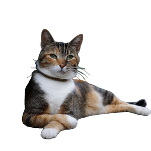 Smug Cat Vinyl Car Decal Sticker – Waterproof & UV-Resistant 3.4133333333333336" Smug Cat Vinyl Car Decal Sticker – Waterproof & UV-Resistant 3.4133333333333336"