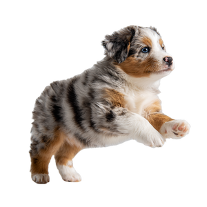 Jumping Aussie Puppy Vinyl Car Decal Sticker – Waterproof & UV-Resistant 6.826666666666667"