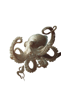 Muted Octopus Vinyl Car Decal Sticker – Waterproof & UV-Resistant 8.96" Muted Octopus Vinyl Car Decal Sticker – Waterproof & UV-Resistant 8.96"