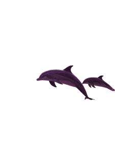 Leaping Dolphins V5 Vinyl Car Decal Sticker – Waterproof & UV-Resistant 4.1066666666666665" Leaping Dolphins V5 Vinyl Car Decal Sticker – Waterproof & UV-Resistant 4.1066666666666665"