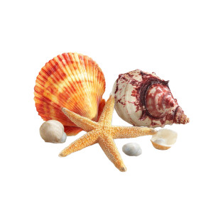 Seashells And Starfish Vinyl Car Decal Sticker – Waterproof & UV-Resistant 3.4133333333333336" Seashells And Starfish Vinyl Car Decal Sticker – Waterproof & UV-Resistant 3.4133333333333336"