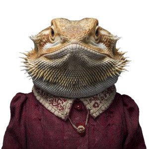 Bearded Dragon Woman Vinyl Car Decal Sticker – Waterproof & UV-Resistant 3.4133333333333336"