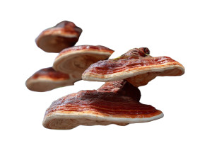 Reishi Mushrooms Vinyl Car Decal Sticker – Waterproof & UV-Resistant 3.0933333333333333" Reishi Mushrooms Vinyl Car Decal Sticker – Waterproof & UV-Resistant 3.0933333333333333"