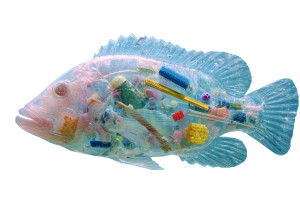 Transparent Plastic Fish V2 Vinyl Car Decal Sticker – Waterproof & UV-Resistant 2.986666666666667"