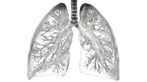 X-Ray Lungs Vinyl Car Decal Sticker – Waterproof & UV-Resistant 2.72"