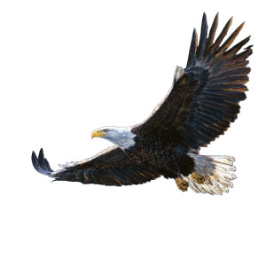 Graceful Eagle Vinyl Car Decal Sticker – Waterproof & UV-Resistant 3.4133333333333336"