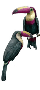 Colorful Toucans Vinyl Car Decal Sticker – Waterproof & UV-Resistant 5.4