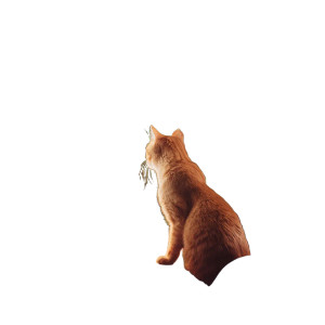 Ginger Cat Designer Vinyl Car Decal Sticker – Waterproof & UV-Resistant 6.826666666666667"