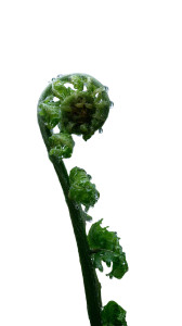 Unfurling Fern Vinyl Car Decal Sticker – Waterproof & UV-Resistant 4.8533333333333335"