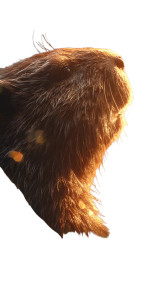 Magic Beaver Gaze Vinyl Car Decal Sticker – Waterproof & UV-Resistant 5.12"