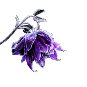 Frosty Purple Flower V2 Vinyl Car Decal Sticker – Waterproof & UV-Resistant 6.826666666666667"