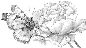 Black-White Butterfly Drawing Vinyl Car Decal Sticker – Waterproof & UV-Resistant 5.4