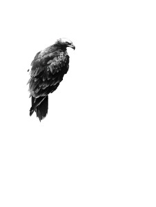 Eagle On Pine Vinyl Car Decal Sticker – Waterproof & UV-Resistant 4.1066666666666665"