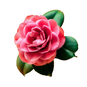 Camellia Flower Vinyl Car Decal Sticker – Waterproof & UV-Resistant 6.826666666666667" Camellia Flower Vinyl Car Decal Sticker – Waterproof & UV-Resistant 6.826666666666667"