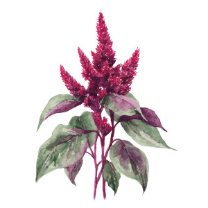 Minimalist Amaranth Vinyl Car Decal Sticker – Waterproof & UV-Resistant 6.826666666666667"