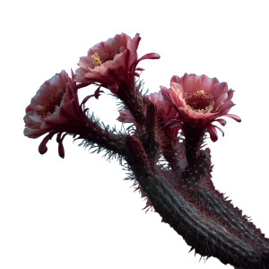 Moonlit Cactus Blooms Vinyl Car Decal Sticker – Waterproof & UV-Resistant 3.4133333333333336"
