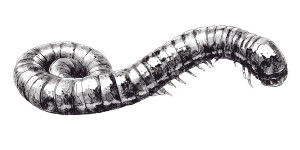 Stylized Earthworm Illustration Vinyl Car Decal Sticker – Waterproof & UV-Resistant 5.12"